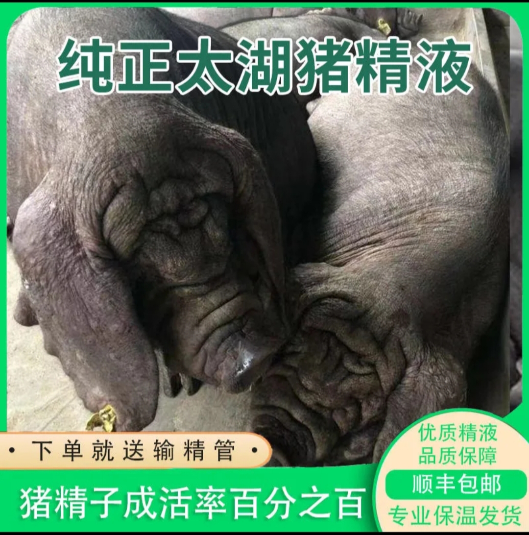 原种太湖母猪 猪精纯种太湖母猪一代太湖母猪大梅山太湖母猪