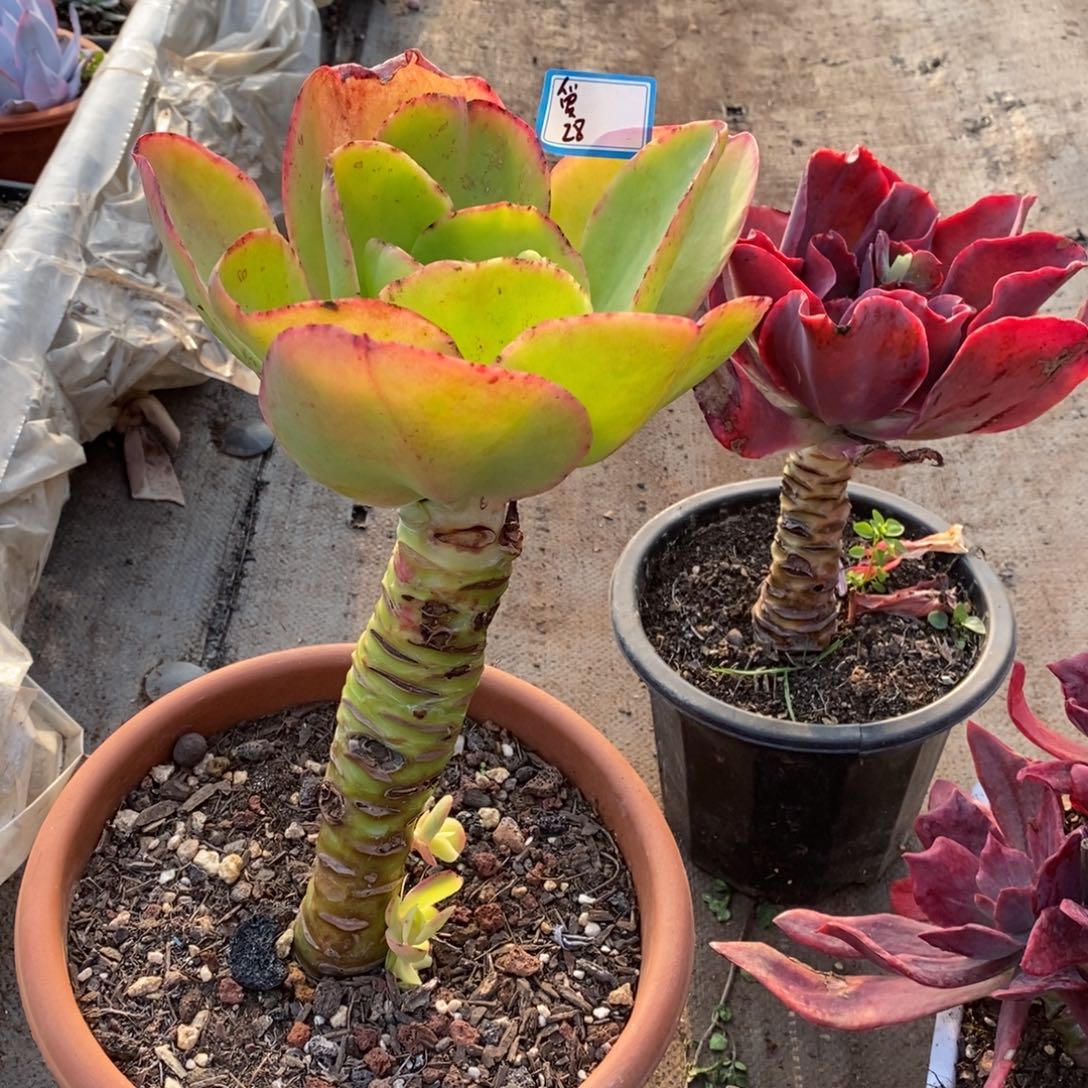 一物一拍一物一拍