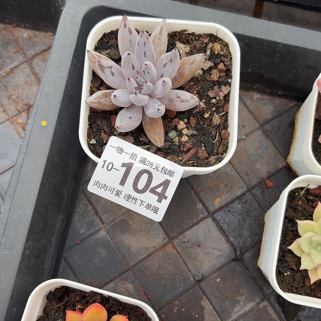 魔爪无盆土发货无盆土发货无，