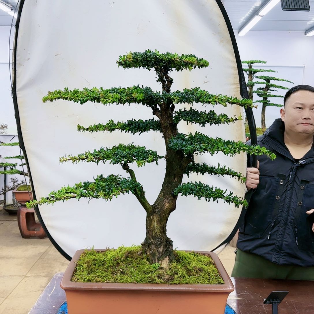 盆景欢迎大家一起来捡漏