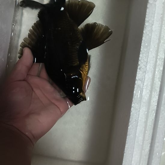 蝴蝶鲤鱼墨蝶大鳍大尾