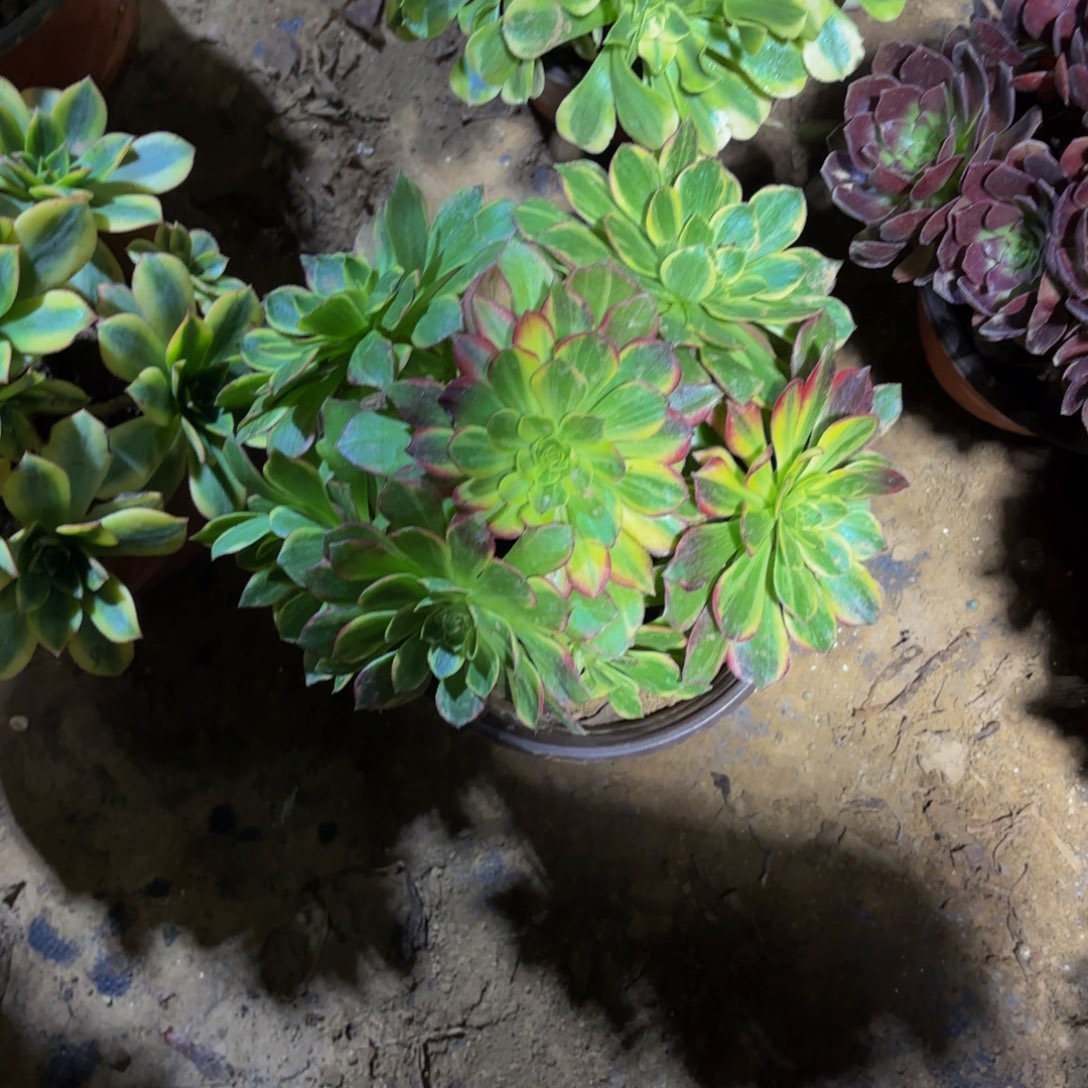 万花筒9.9多肉植物