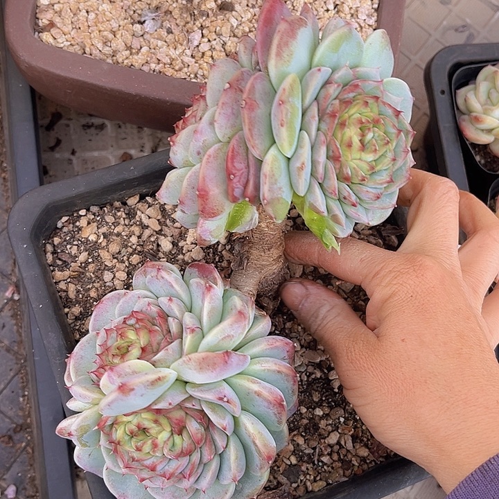 天鹅绒27176多肉植物