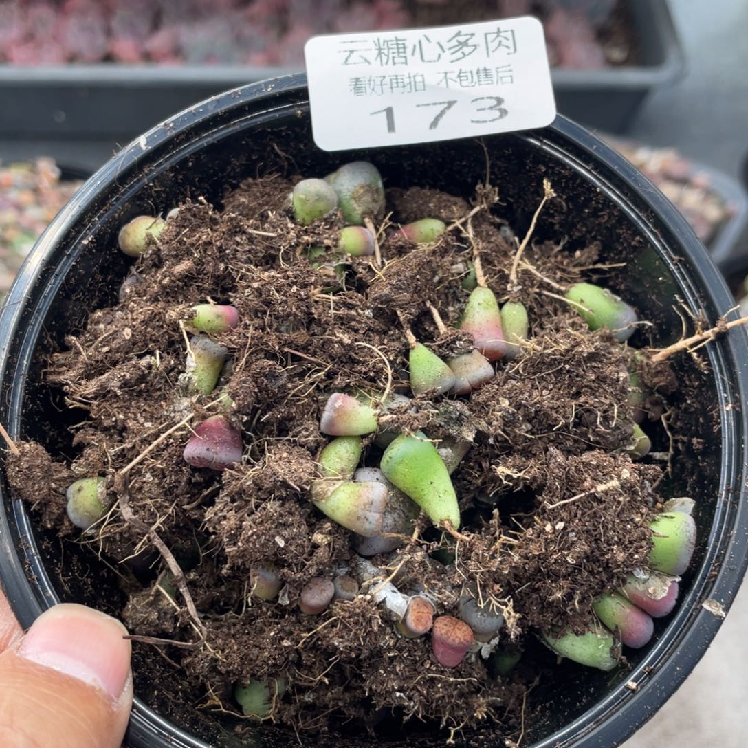 云糖心多肉植物173