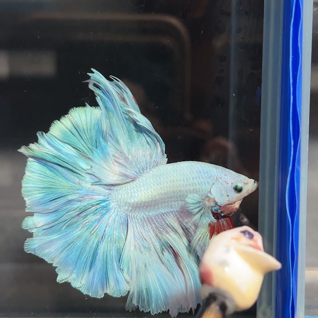 斗鱼66号芭乐奶绿