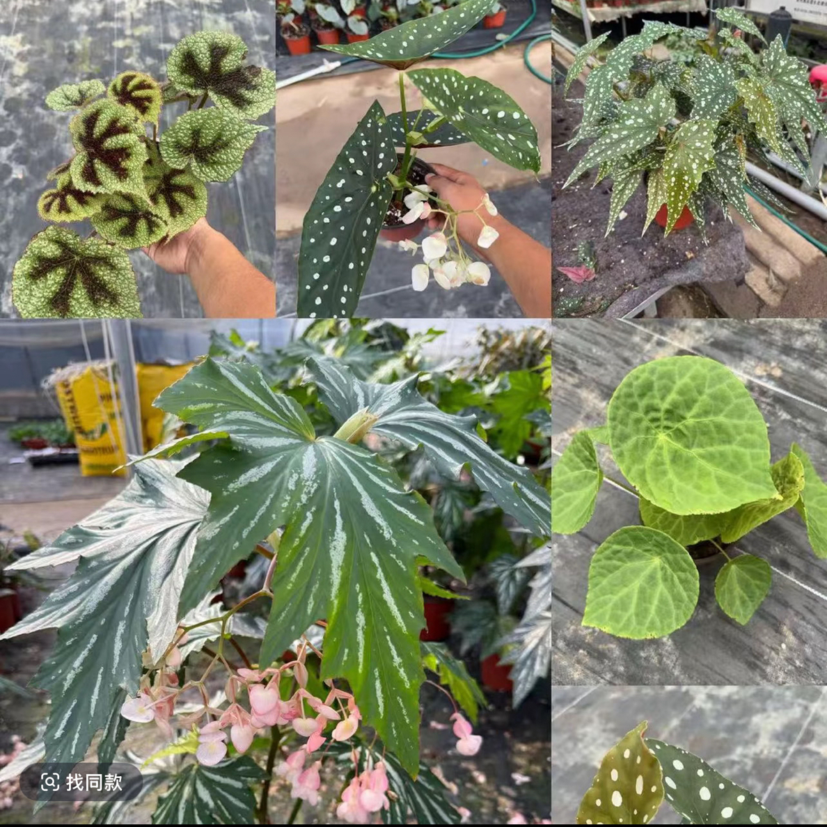 【鲜活植物】1颗（新疆西藏不发）[低于10度发盆]