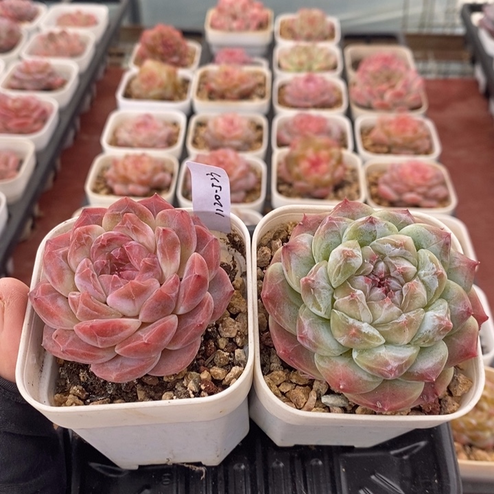 1120-523，冰魄2个