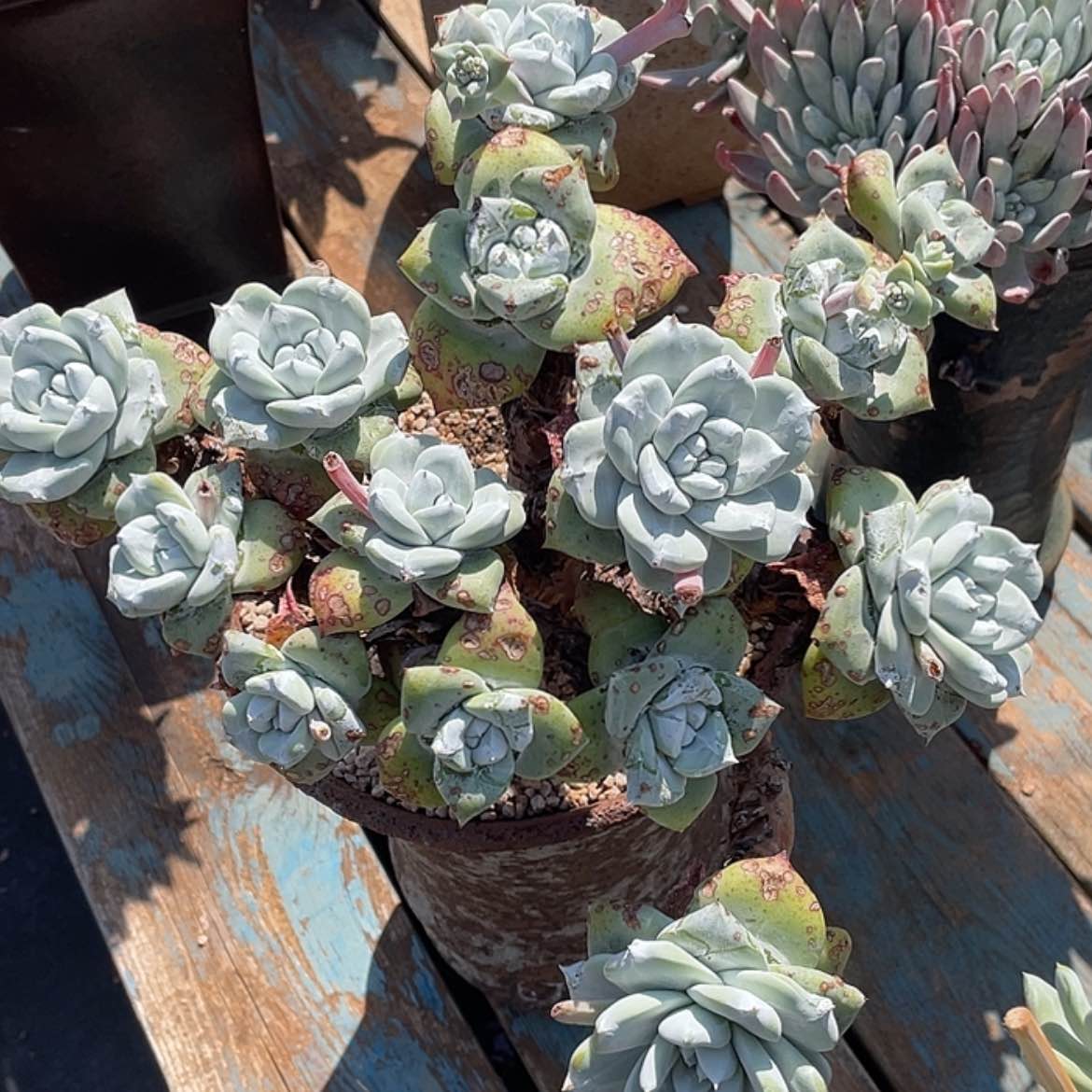 【闪购商品】大花朵帕翠莎