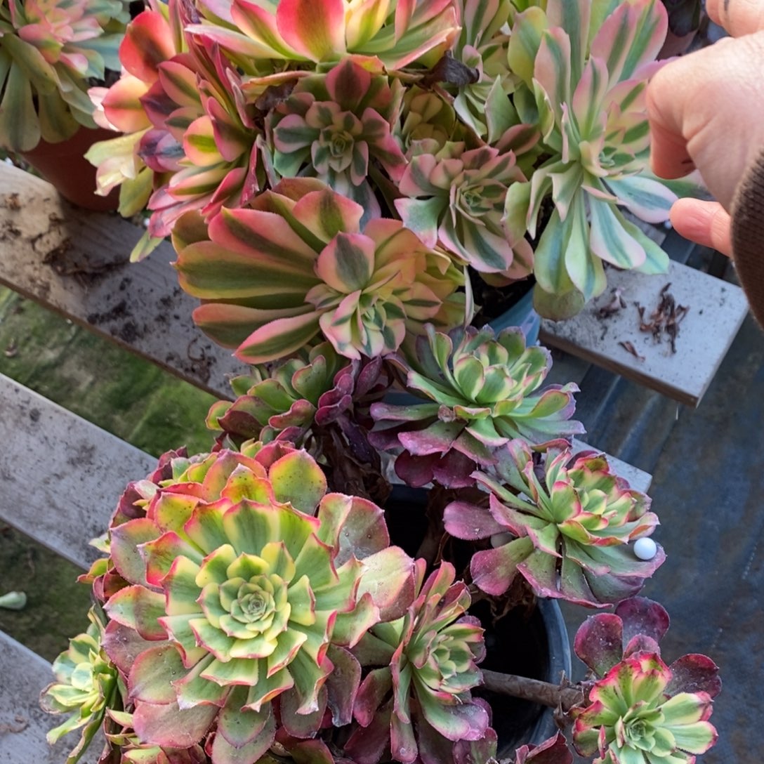 潘帕斯➕维纳多肉1颗多肉