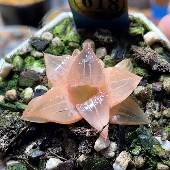 618糊斑酒吞錦特選福利