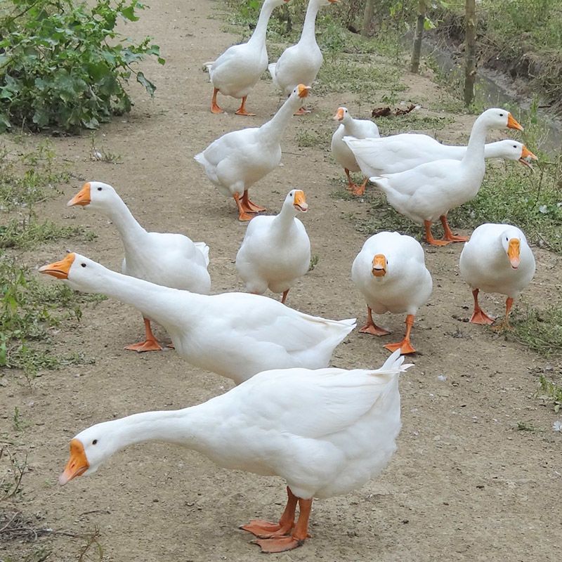 新疆本地5-6个月大鹅鹅黄皮黄油鹅肉新鲜老鹅民族宰杀手拔毛大鹅