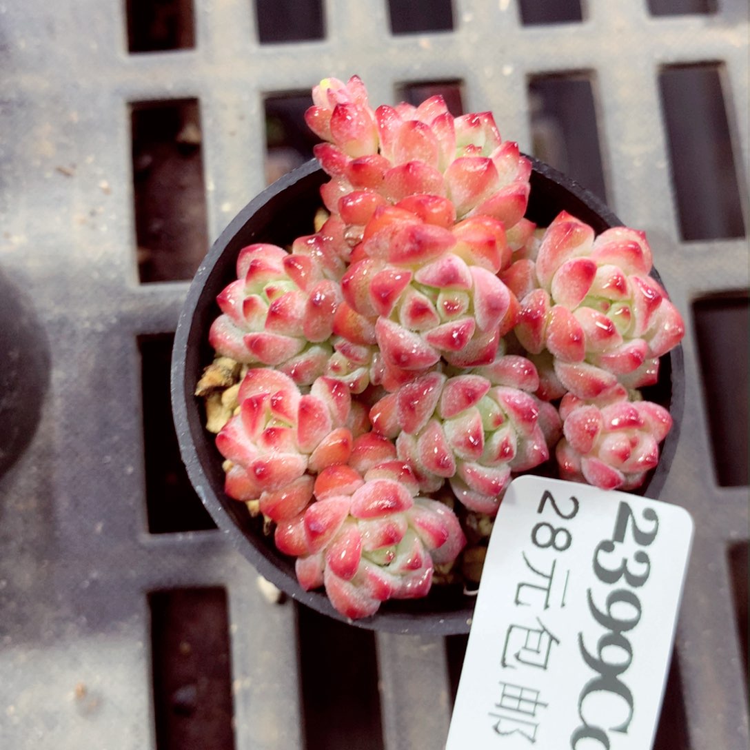 5厘米盆精控多肉2399