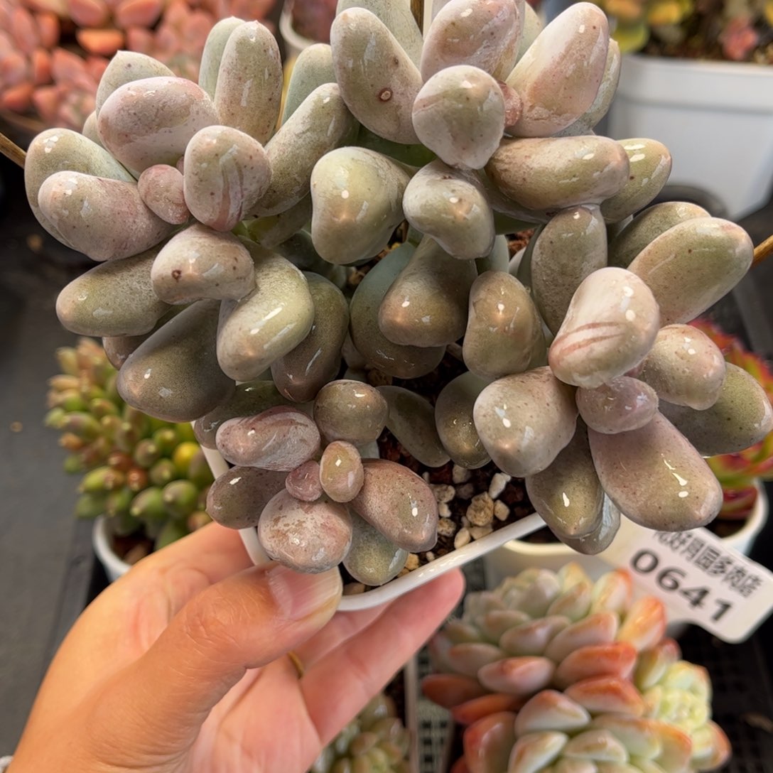 多肉植物0645 满30包邮