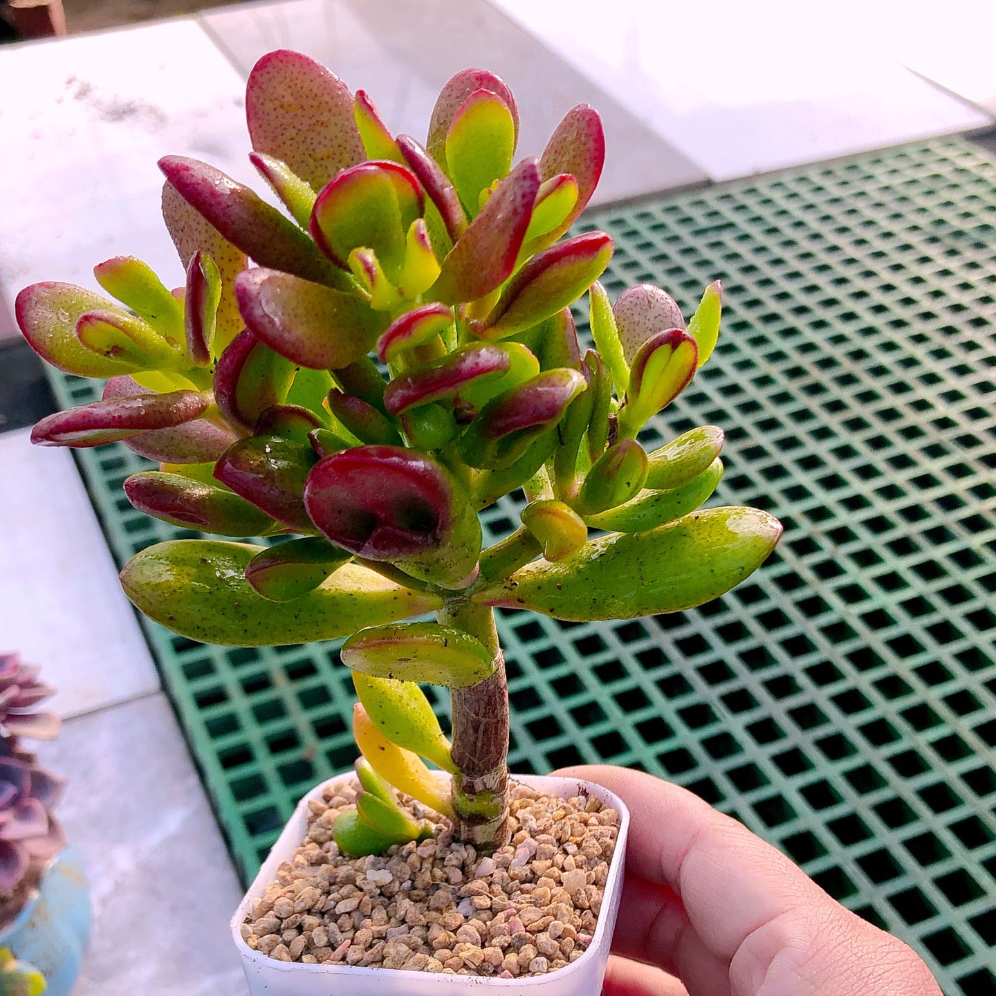 h招财猫栽好种好多肉植物十元包邮