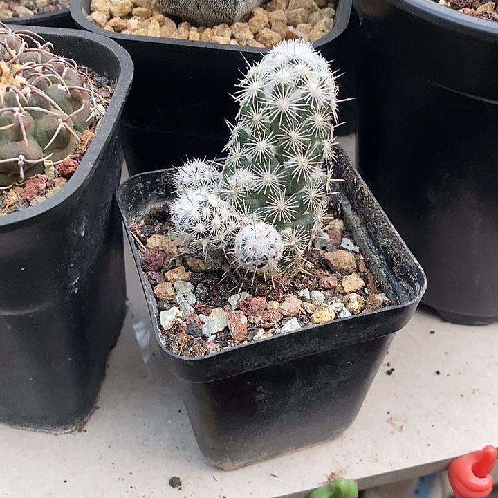 圆锥玉属都锦小群