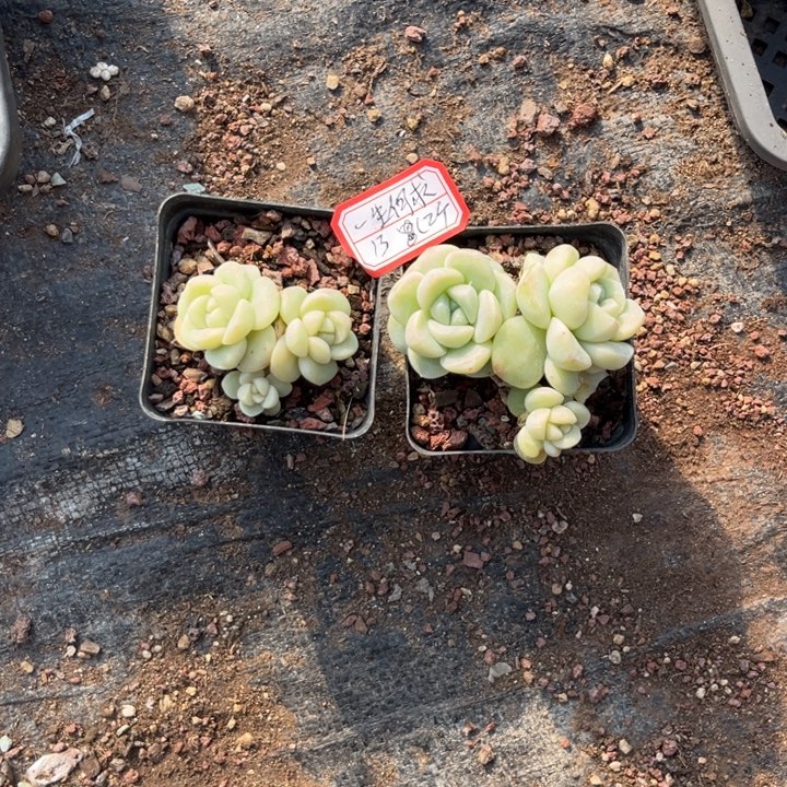 一***求冰玉多肉七方盆两头三头各一个