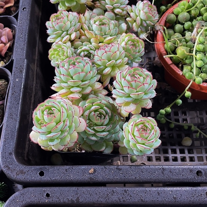 小红船带盆土发货
