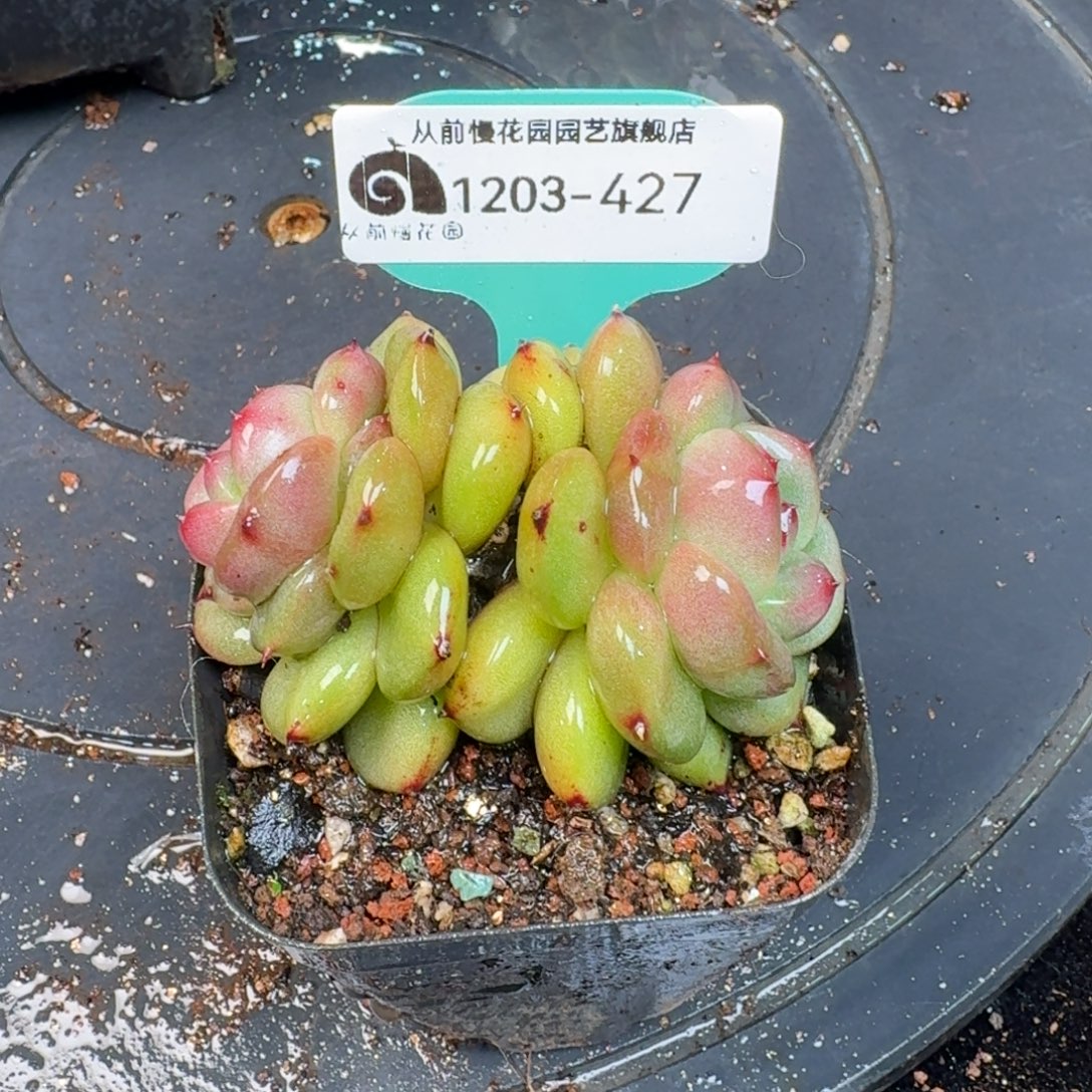 从前慢多肉精选编号1203.427