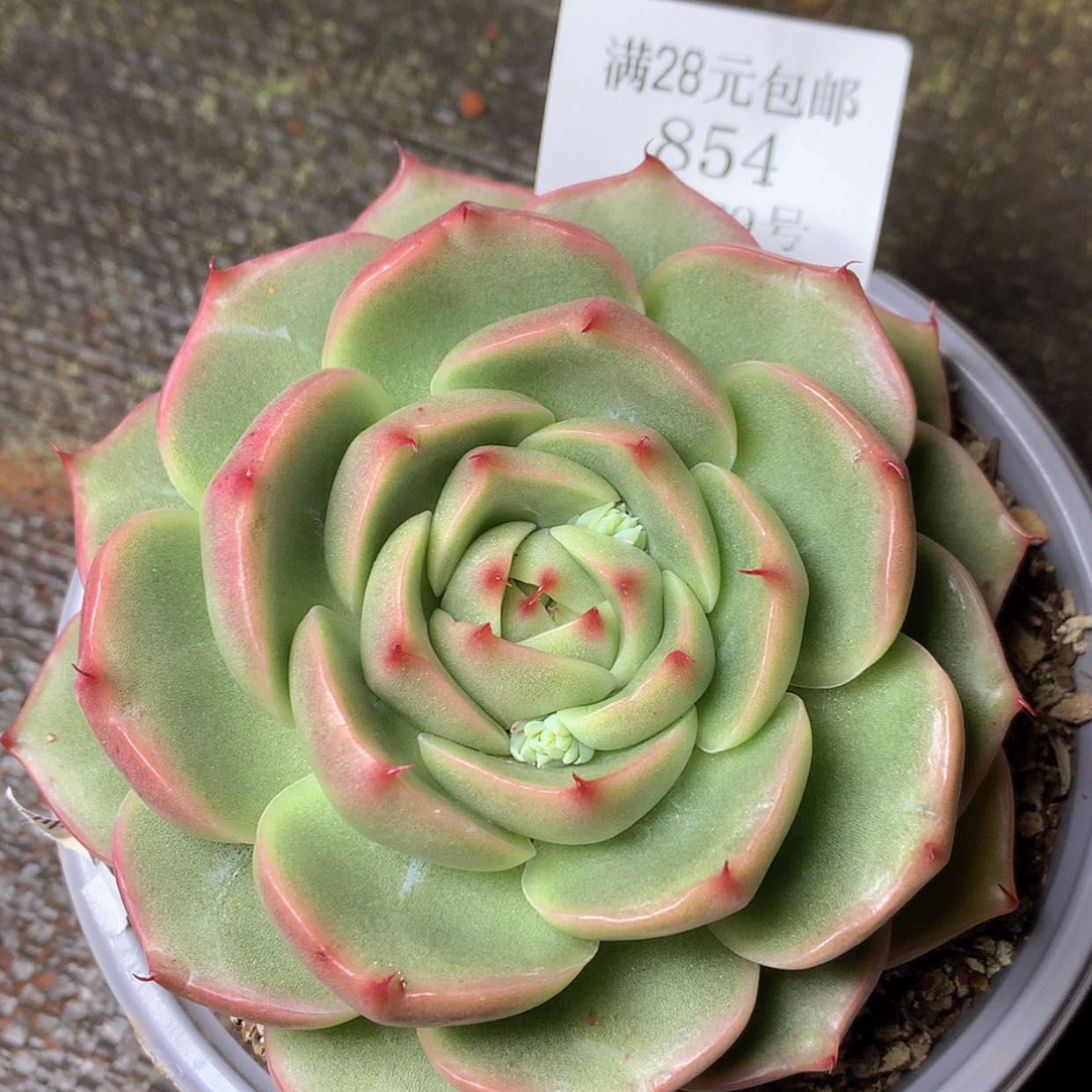 【闪购商品】云854号