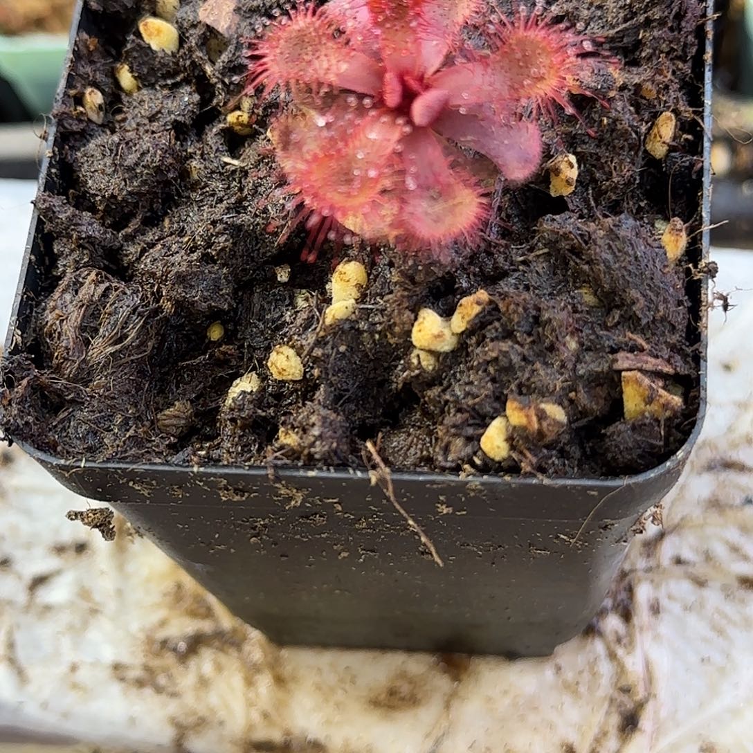 完全开放斯氏茅膏菜