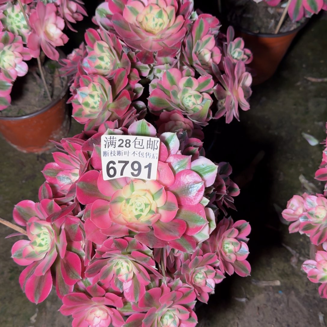 679192两颗女巫多肉植物