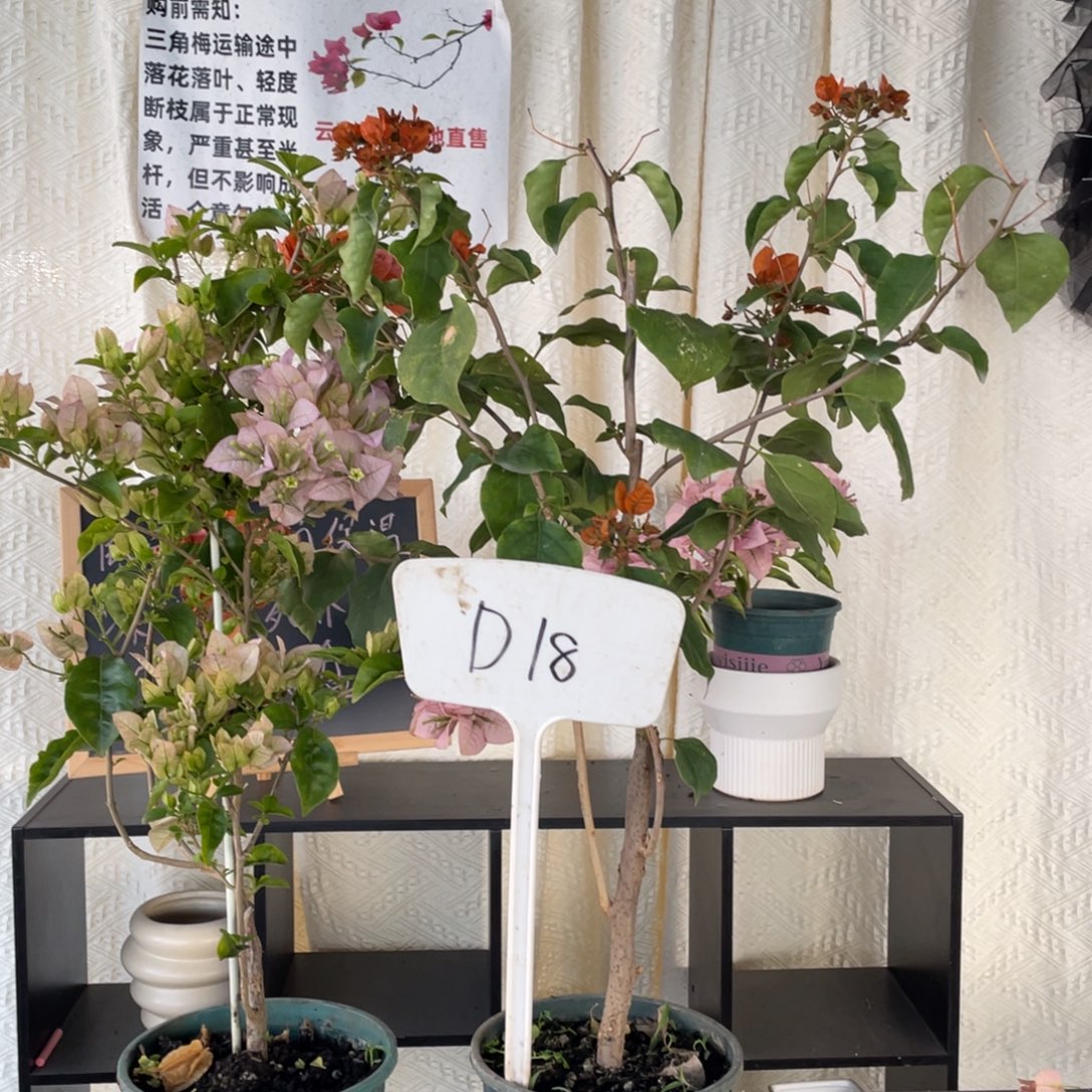 好***箩全部花朵丽娜+绿叶橙D18