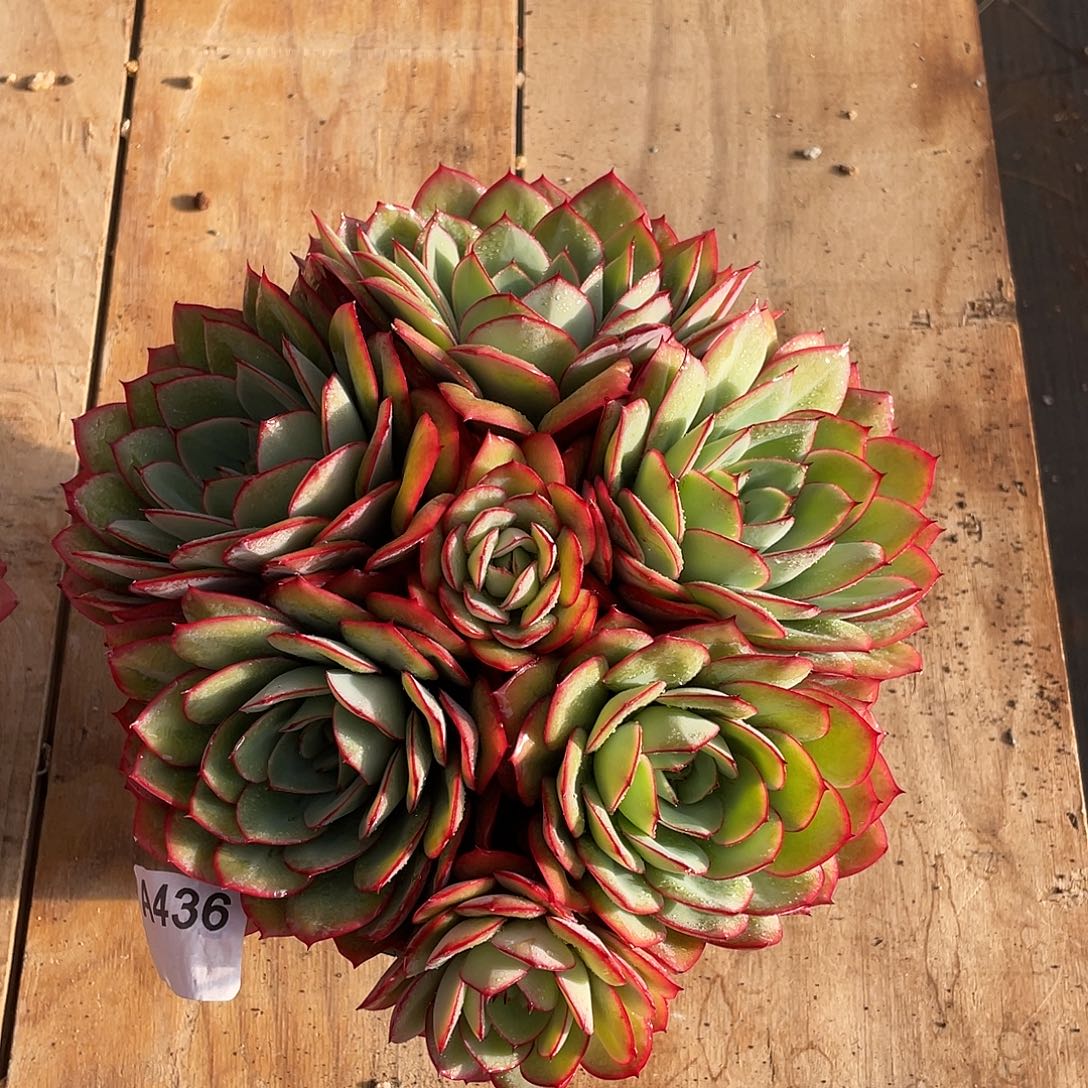 436多肉植物多肉植物