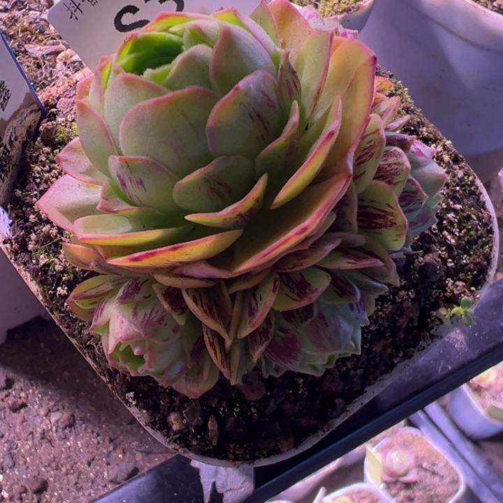 小***子三碗陈陈342  一代白龙