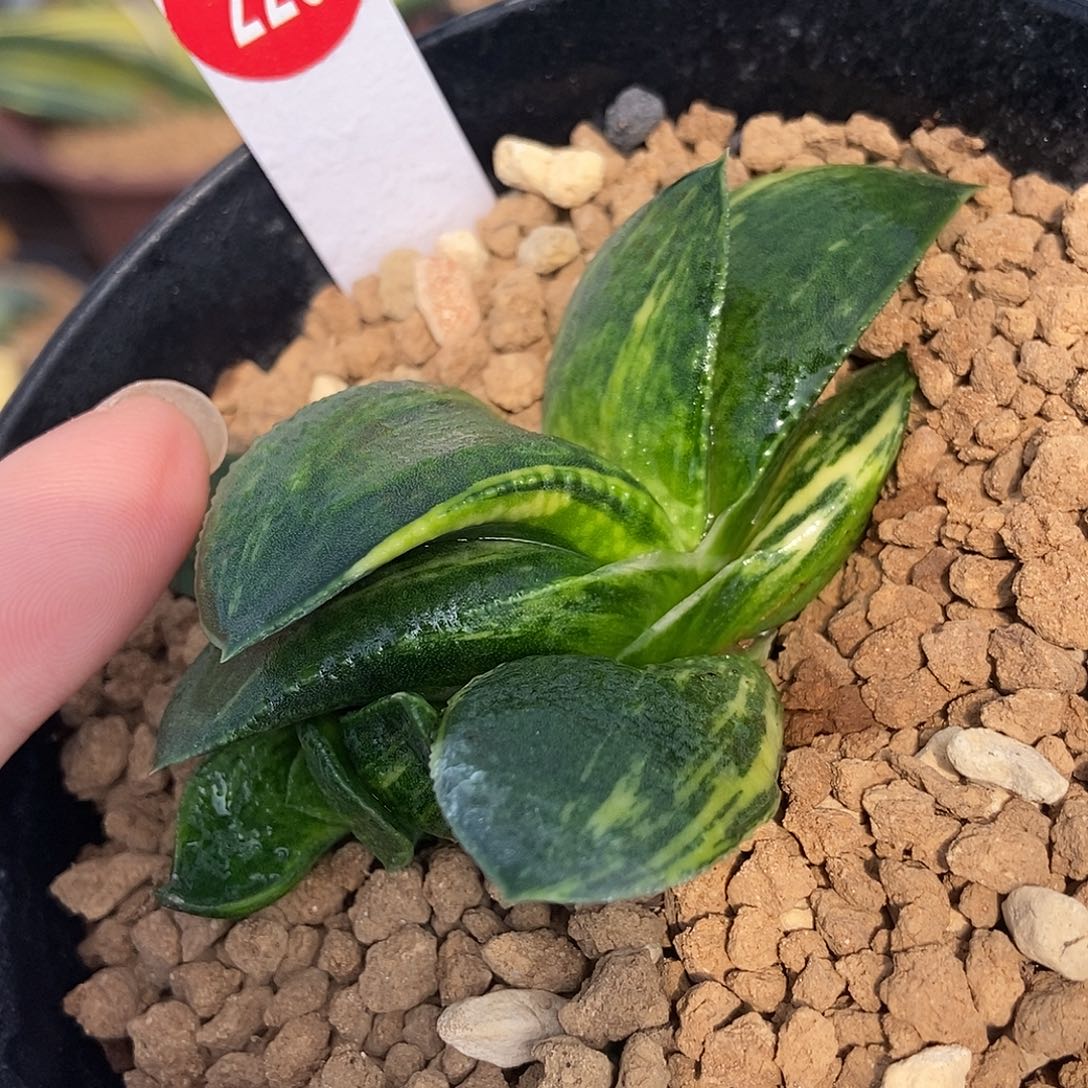229卧牛实生锦带盆发货