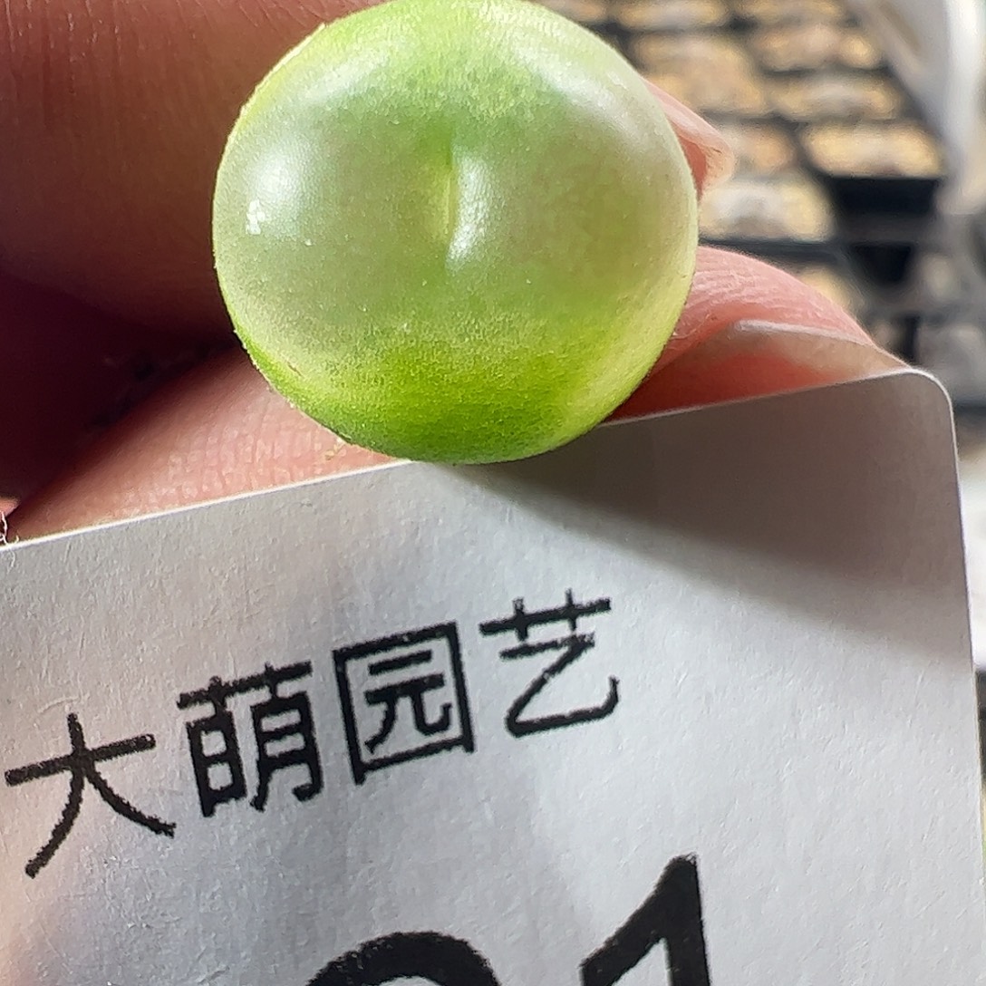 一物一拍。      121