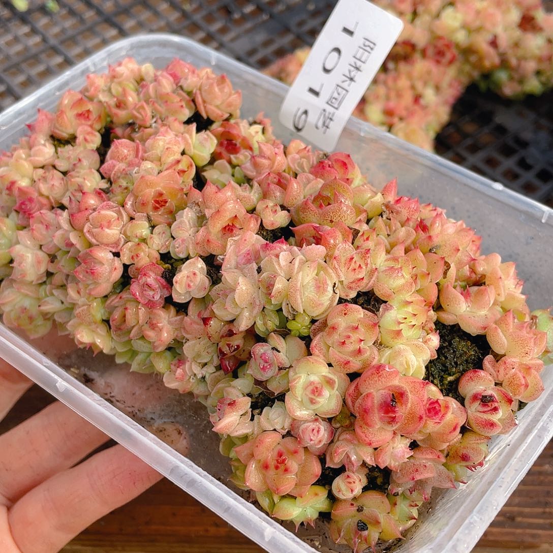 多肉植物多肉植物1019