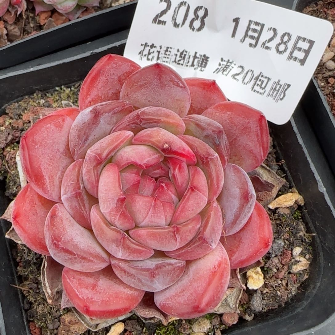 花语逸镜0128-208