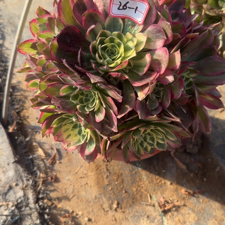 26-1海王福利不包售后