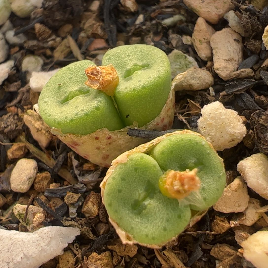 大s纽扣多头多肉植物百科