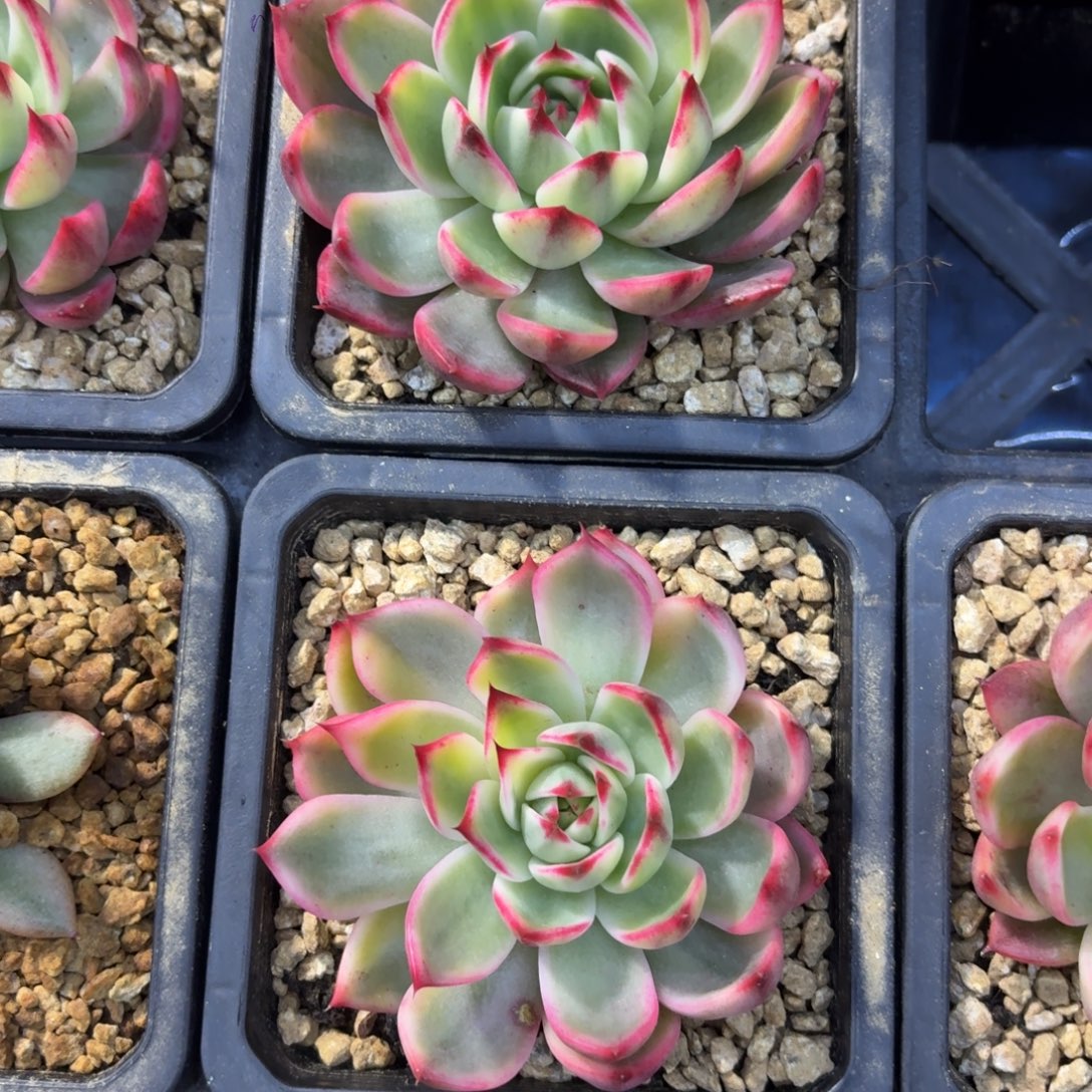 桃花锦量拍。多肉锦