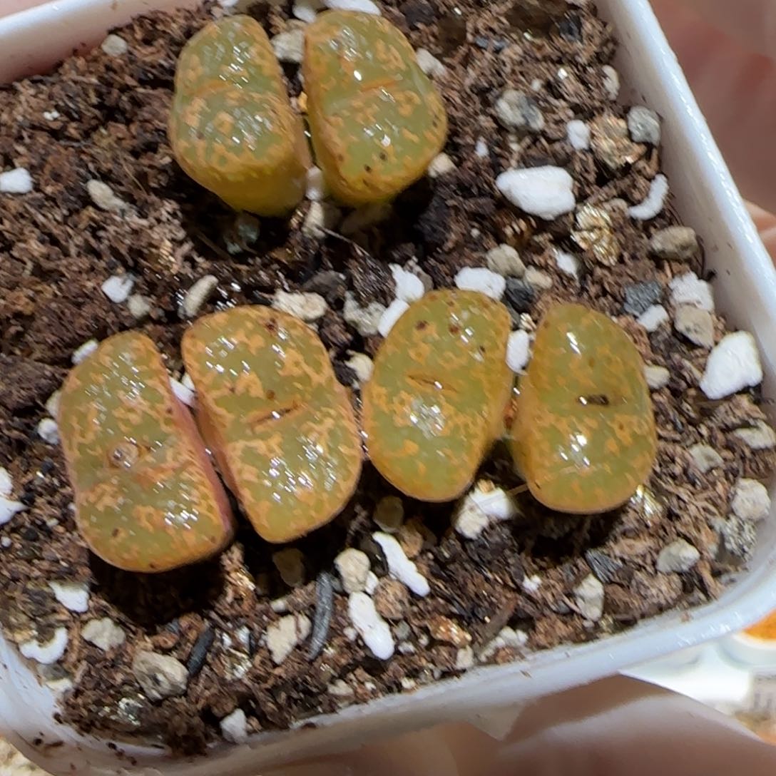 肉锥多肉植物百科3-泡泡勋128