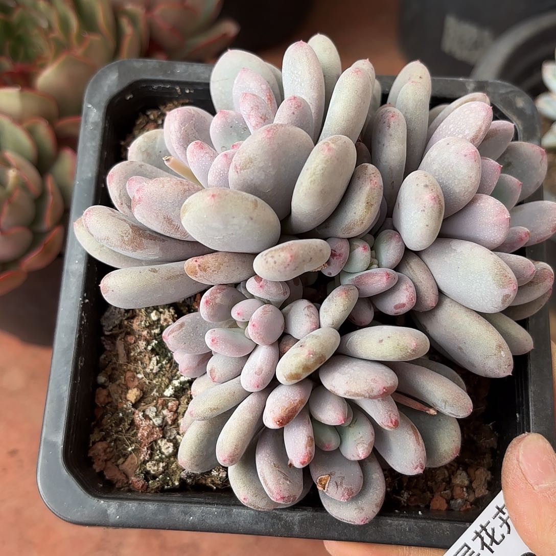 同温层多肉香香雪197