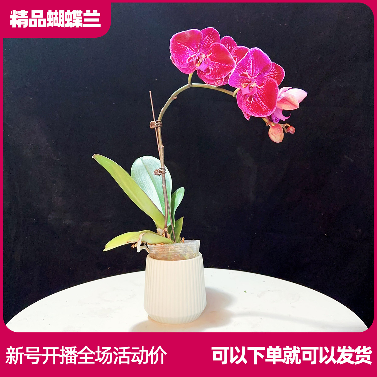 【黑美人A001】精品蝴蝶兰 任意两颗包邮 只拍一颗默认【发苗】