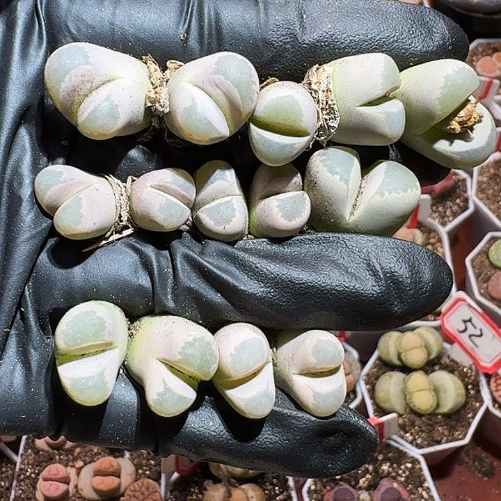 生石花233:：。  185