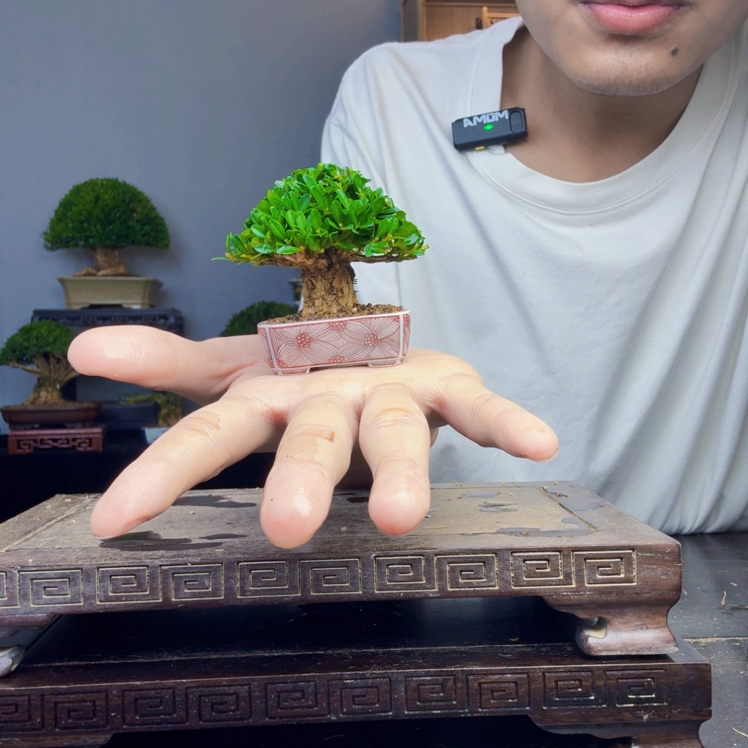 K***g无花朵黄杨盆景一物一拍
