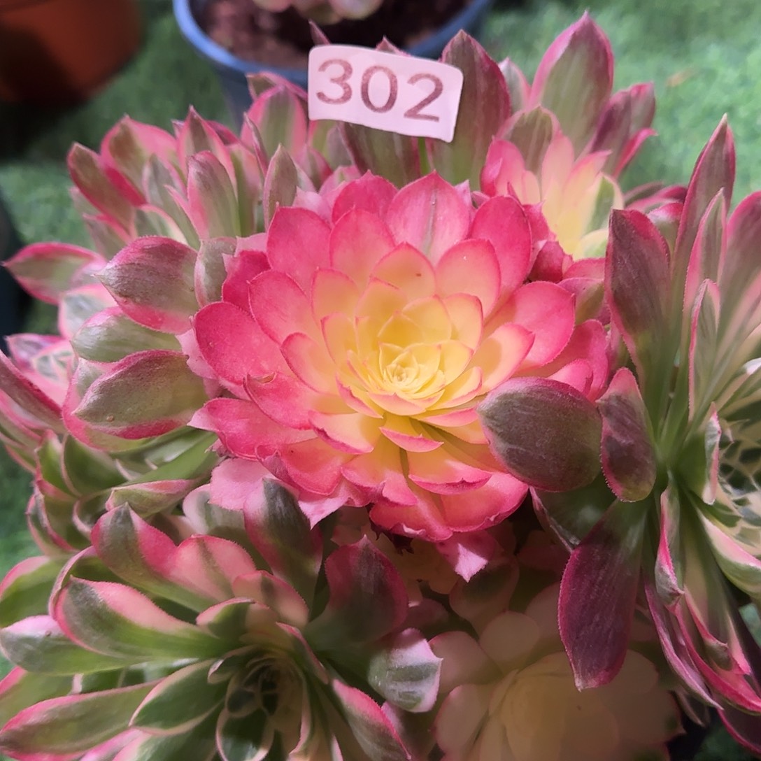 多肉植物法师海仙302