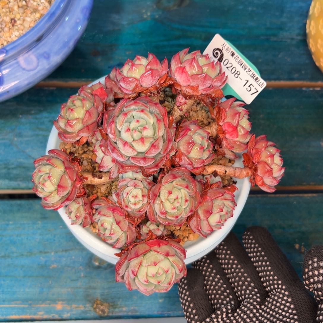 多肉一物一拍0208-157