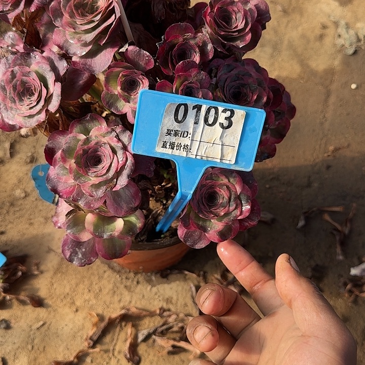 103纳福的话哦哦哦哦