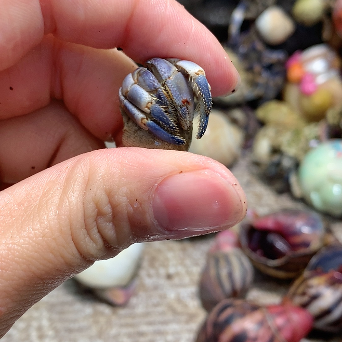 1.5口径奔跑的寄居蟹24号