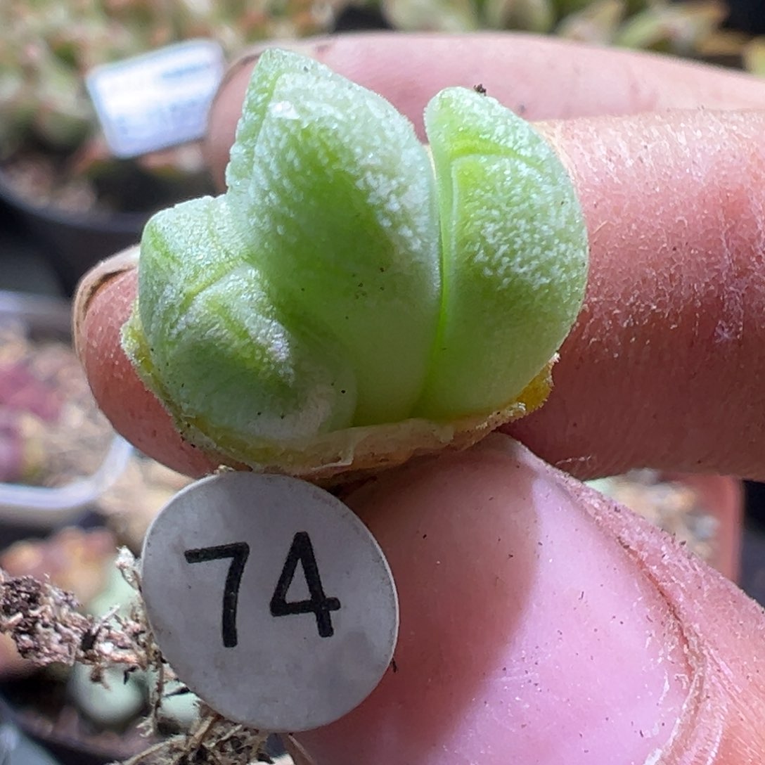 多肉植物111111111111111