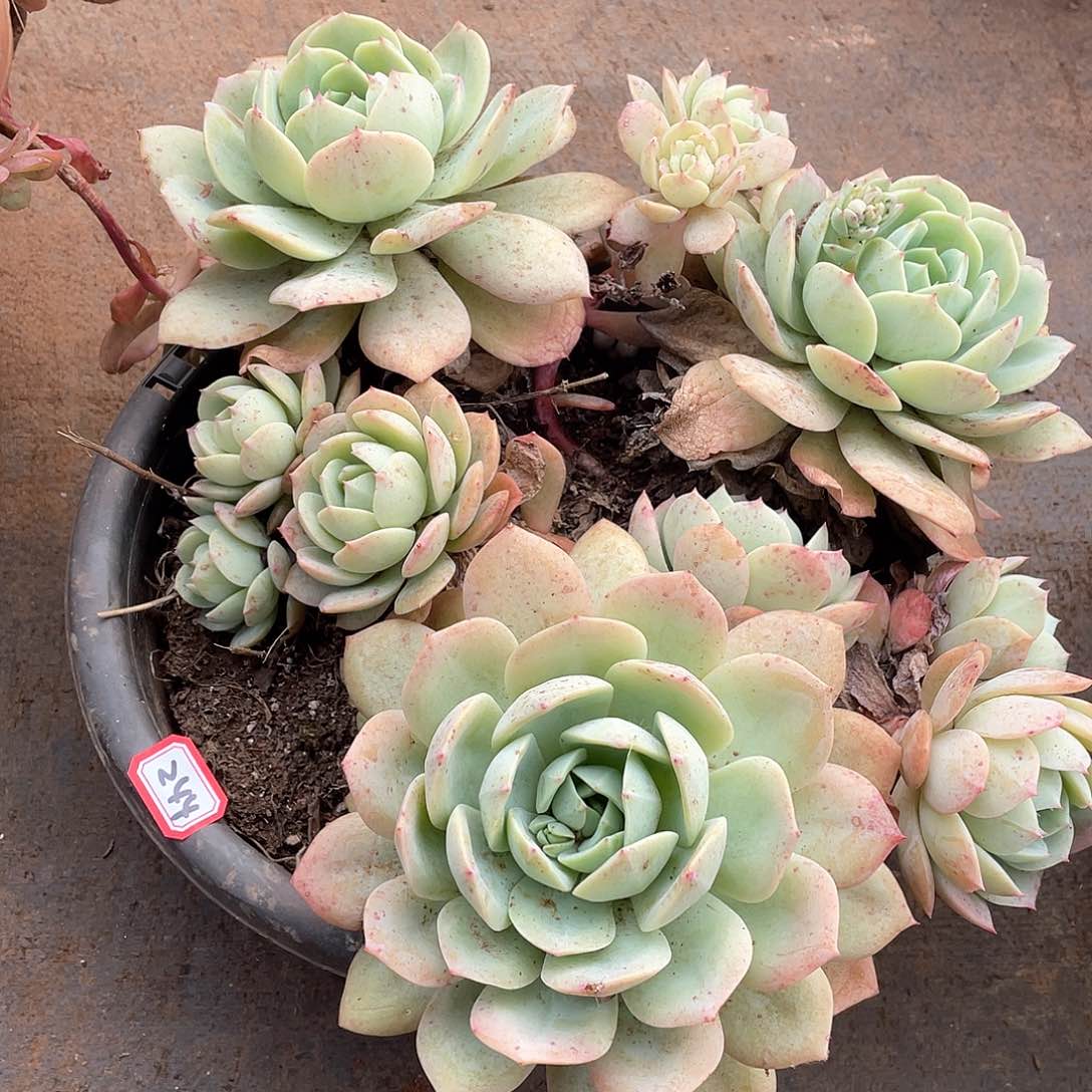 244恋曲 一物一拍多肉