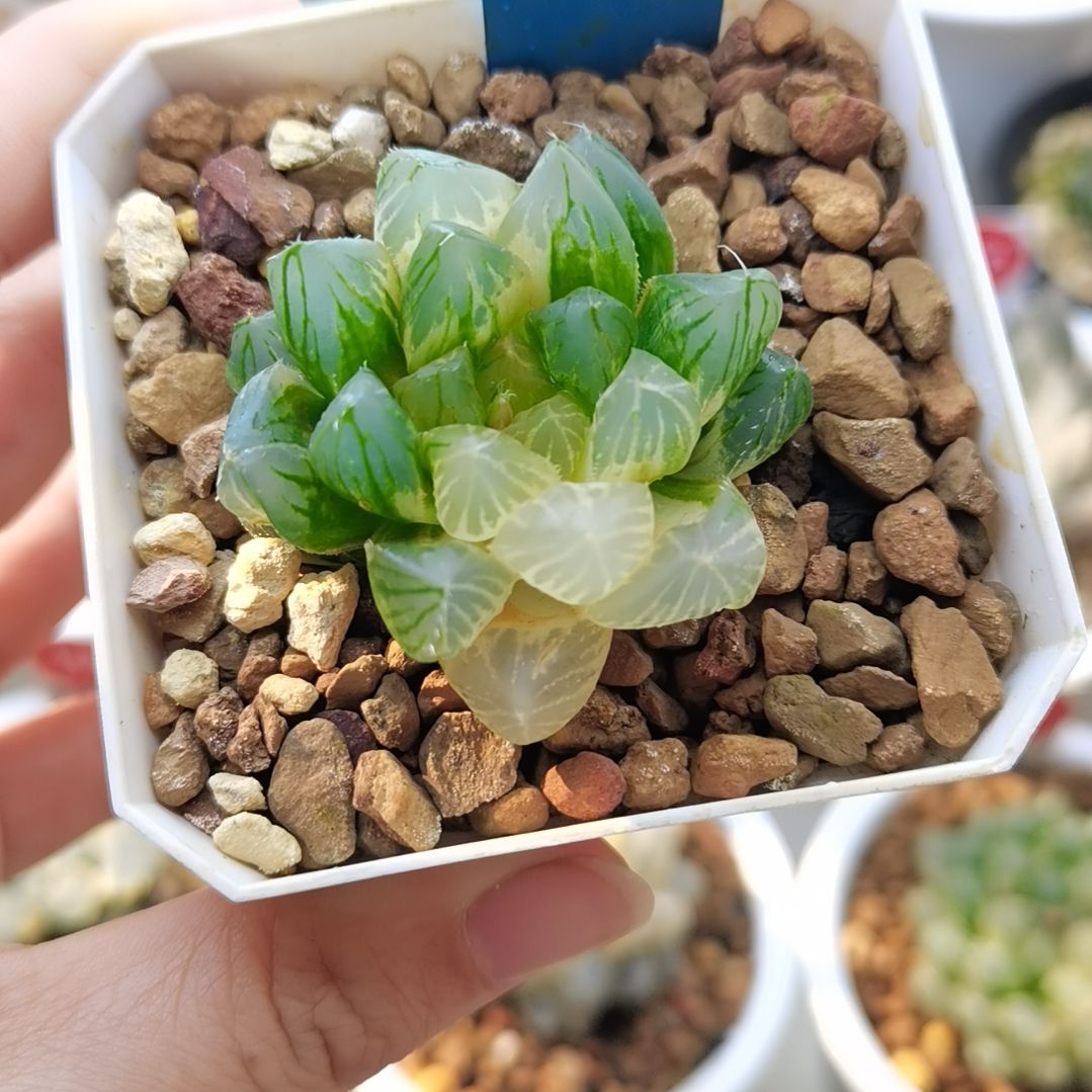 85号龙爪玉露锦一物一拍带盆土发货满38包邮