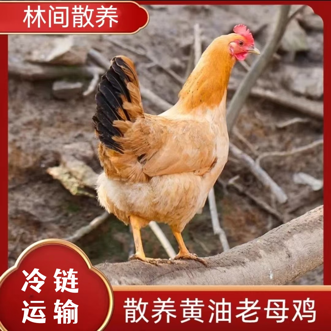 【花花】农家散养老母鸡 发5只净重10-11斤 现杀带内脏