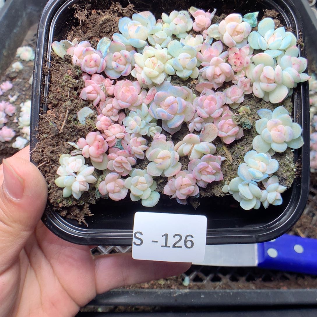 无花朵S126蜡像英语