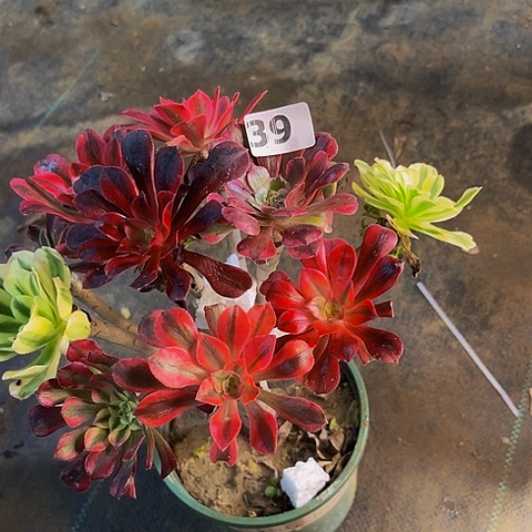 法师嫁接的时候就会有39